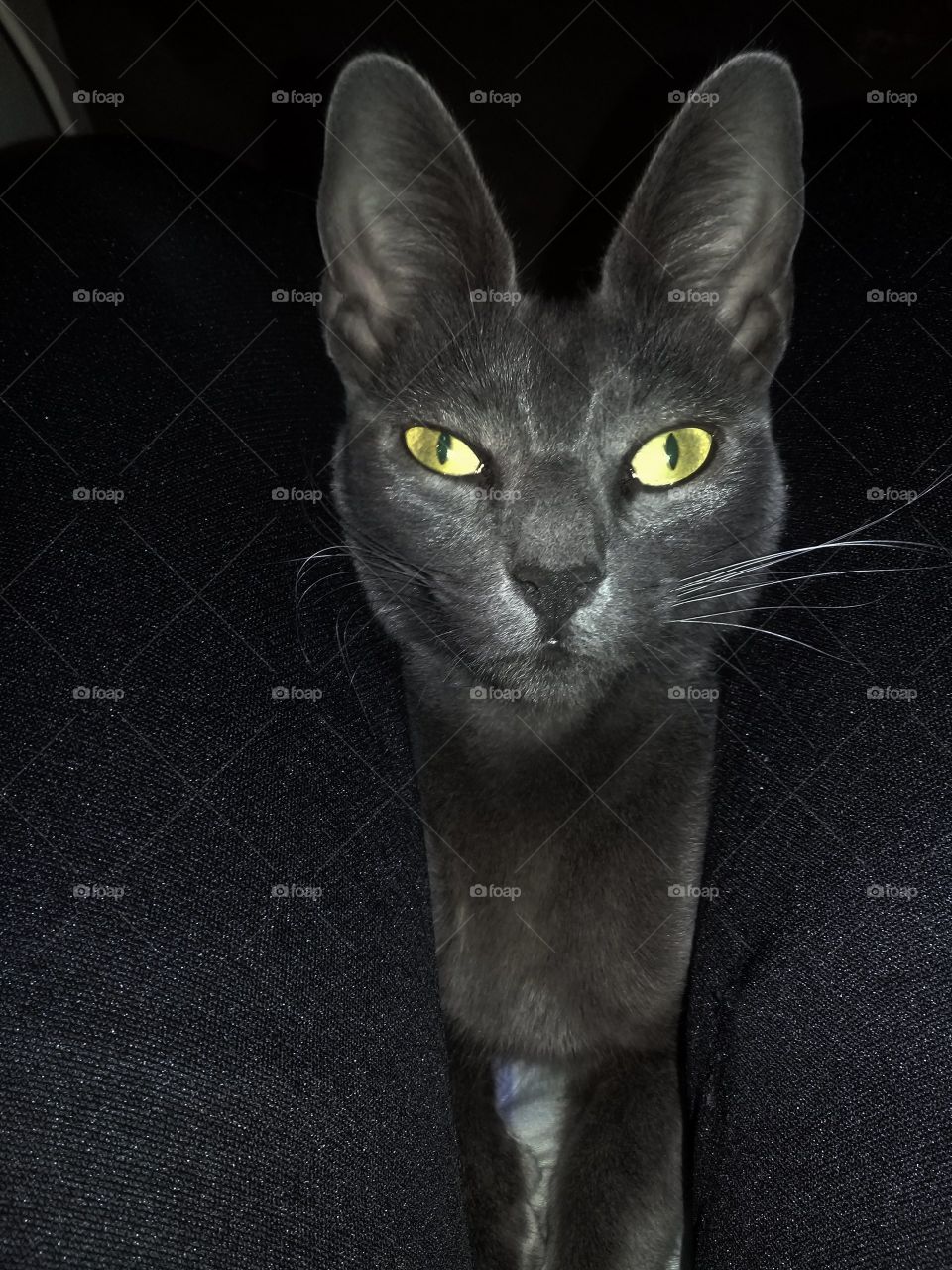 imagen de una gata adulta subida en la falda de su dueña y fotografiada en la oscuridad.