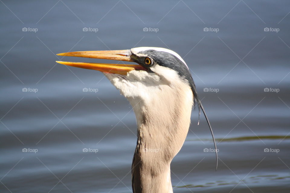 Heron