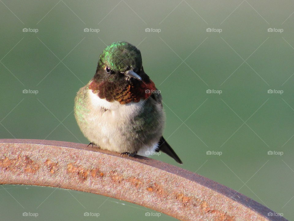 Male ruby throated hummingbird