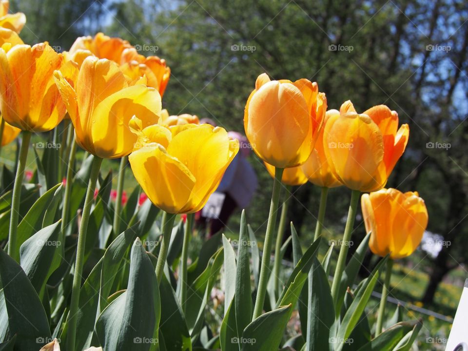 Tulips