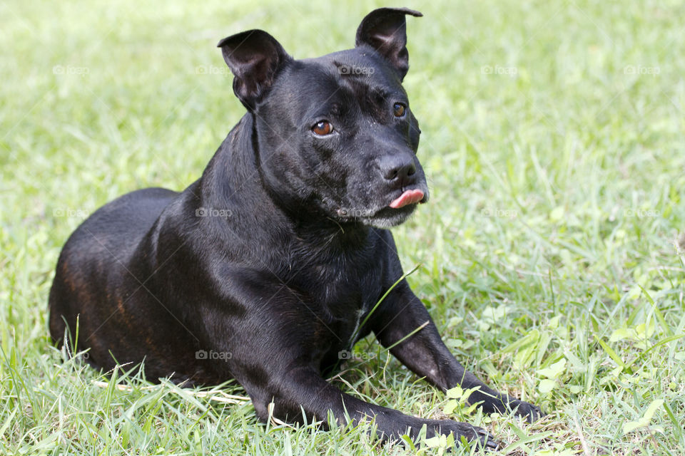 Staffy lying in grass 