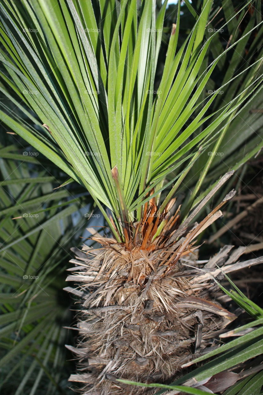 baby palm tree