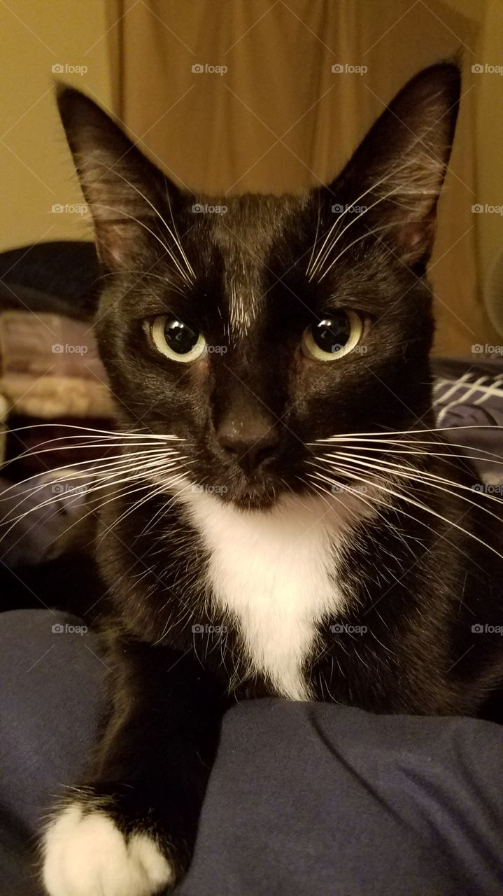 Mr. Handsome Cat