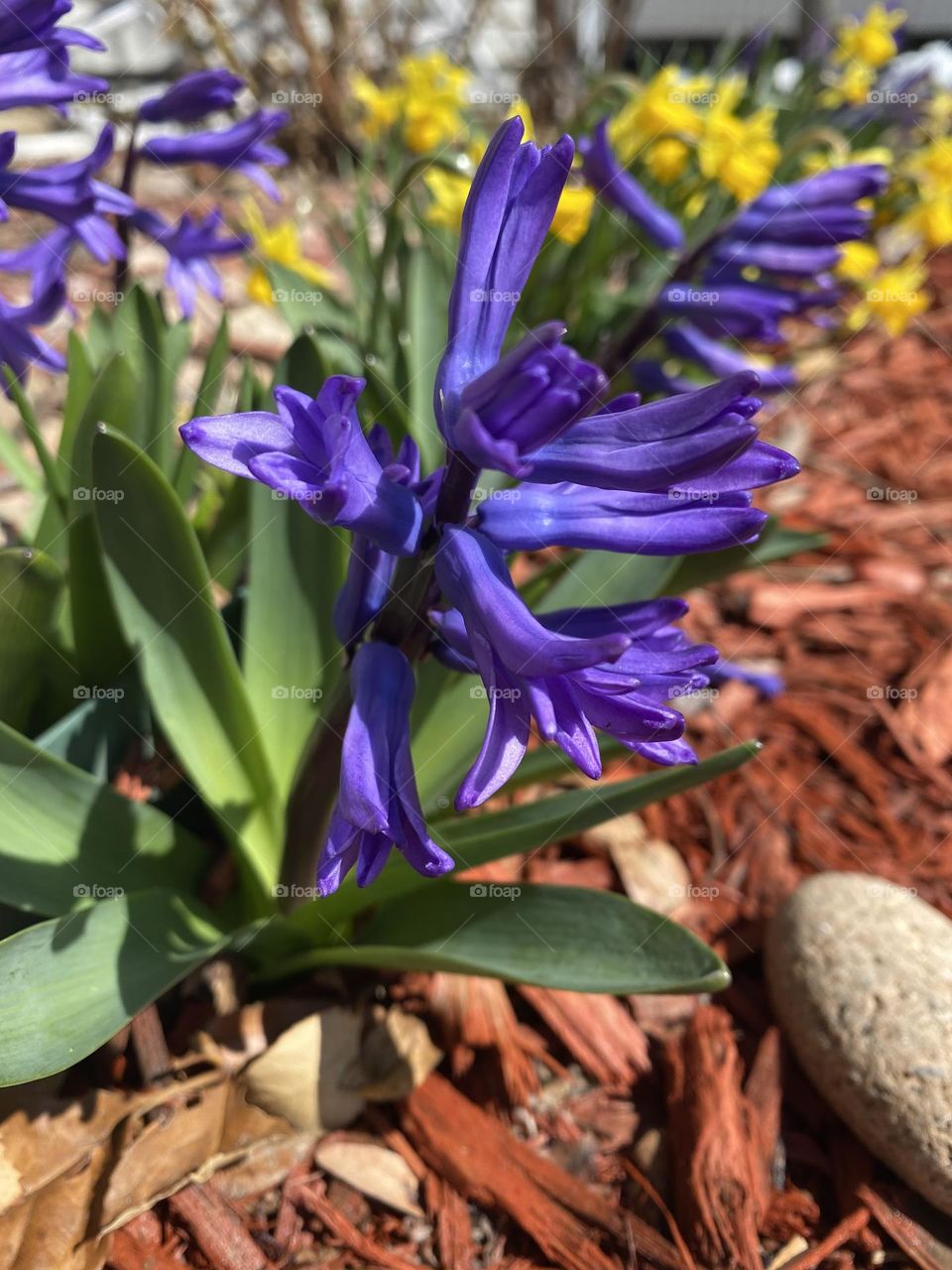 Spring Flowers