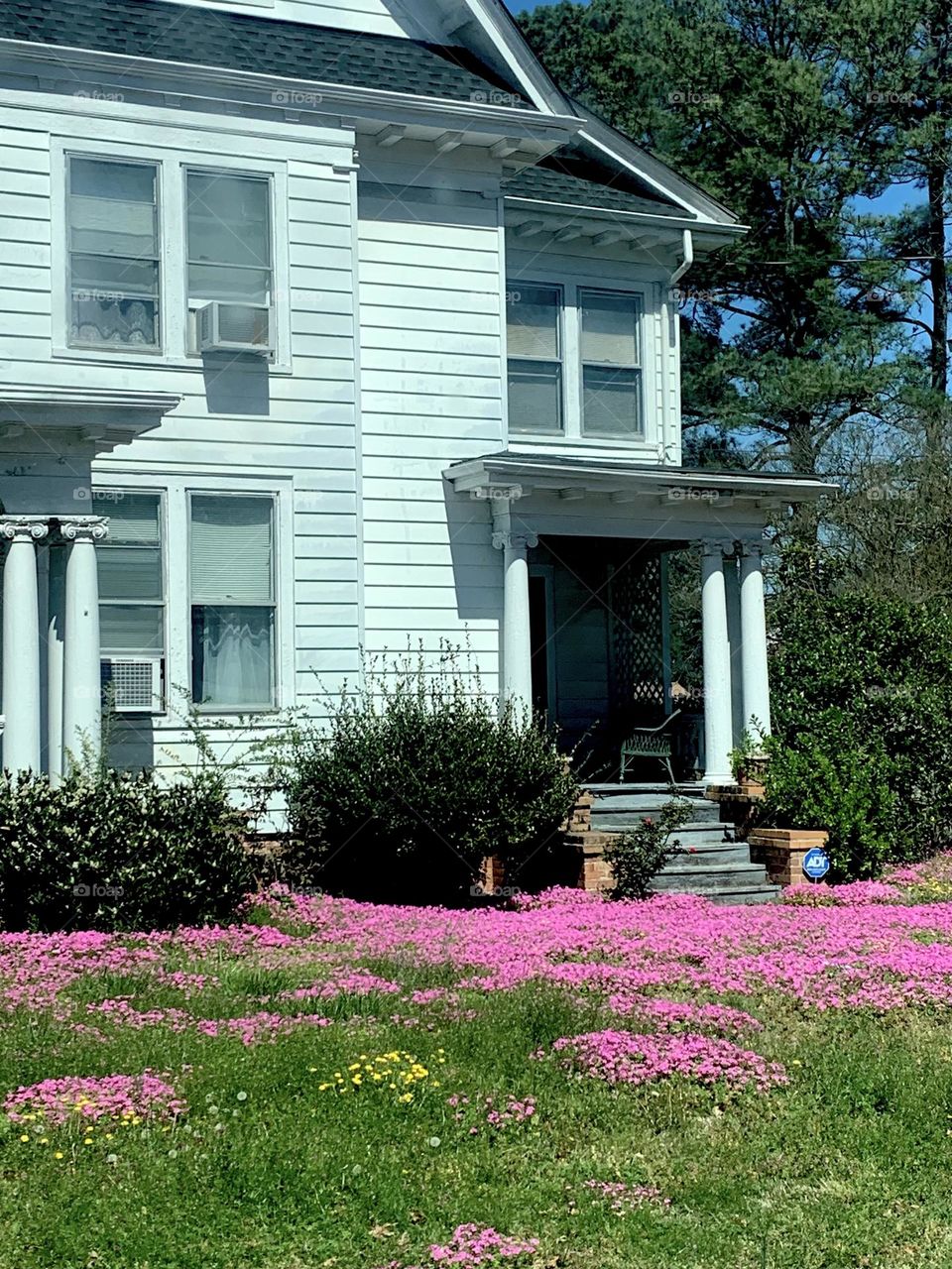 Amazing pink flowers 