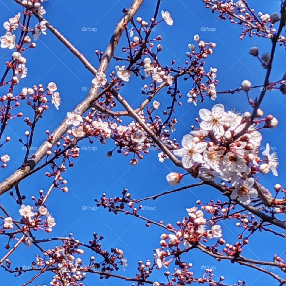 Beautiful bold cherry blossoms on the tree branches before the spring time season.