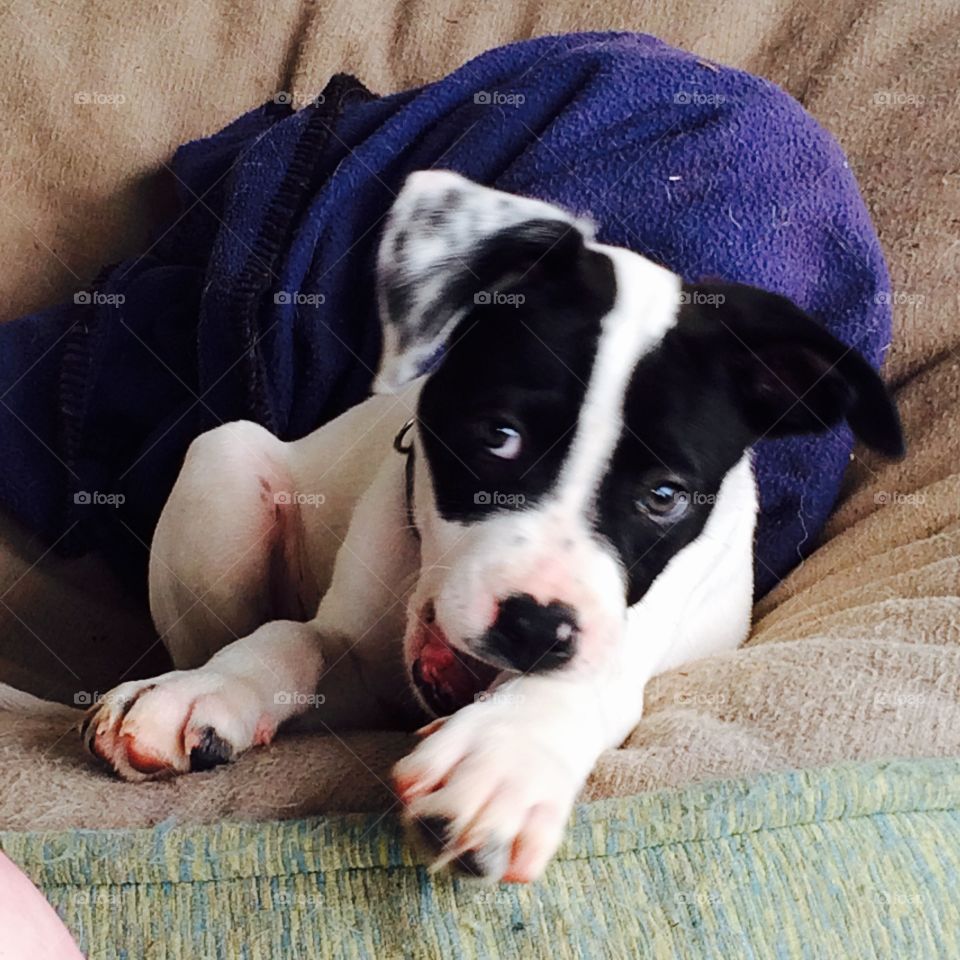 Winston when he was still little