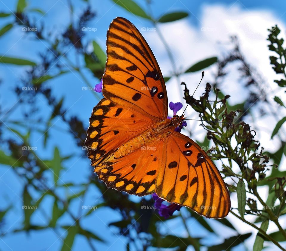 Close-up of orange butterfly on plant