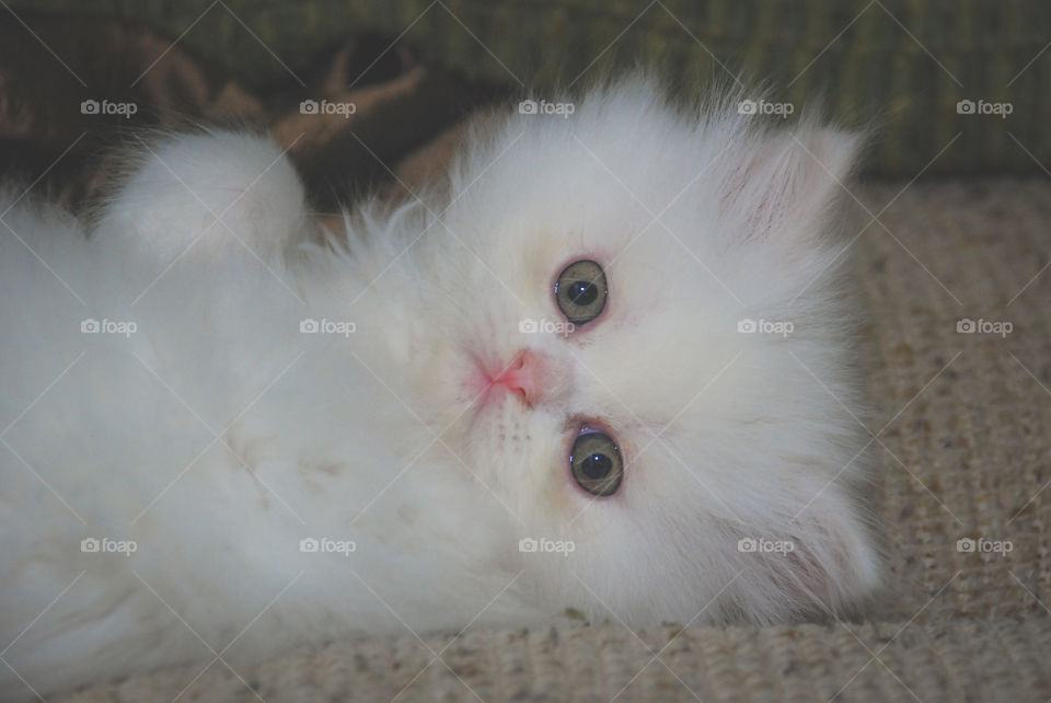 White Persian Kitten Resting