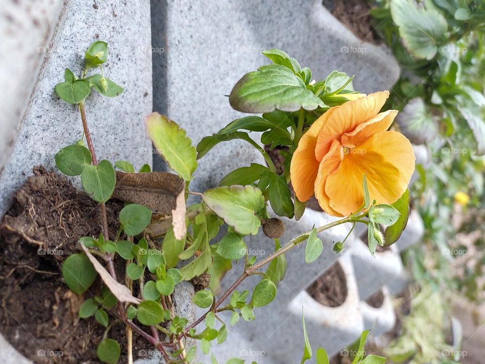 Flowers in a pot