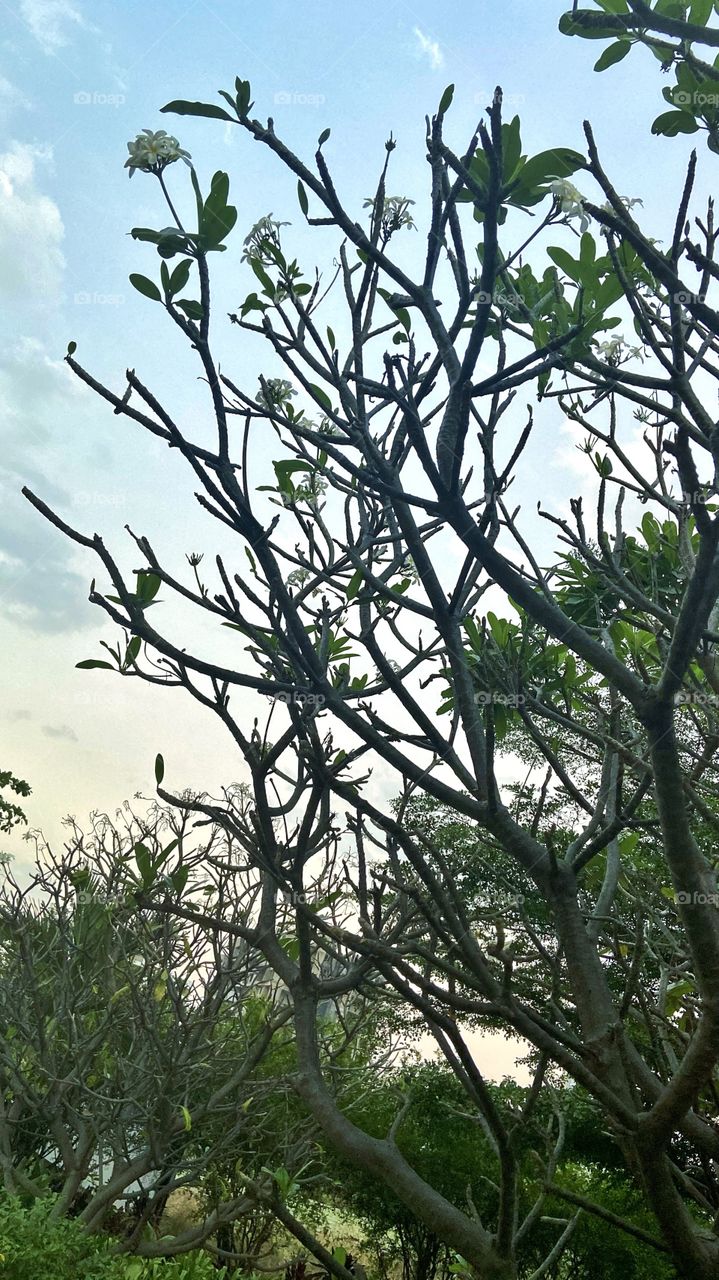 Fall vibes with this almost bare plant and white flowers