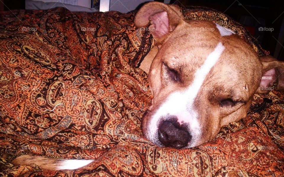 doggie in a blanket
