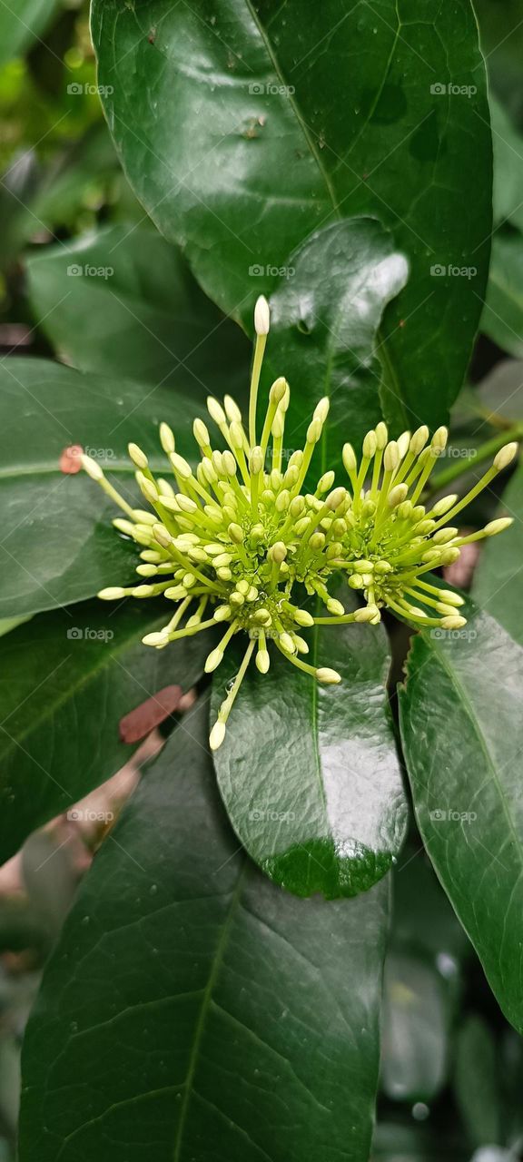 pavetta,Family: RubiaceaeCommon names: bride's bush, Christmas bush