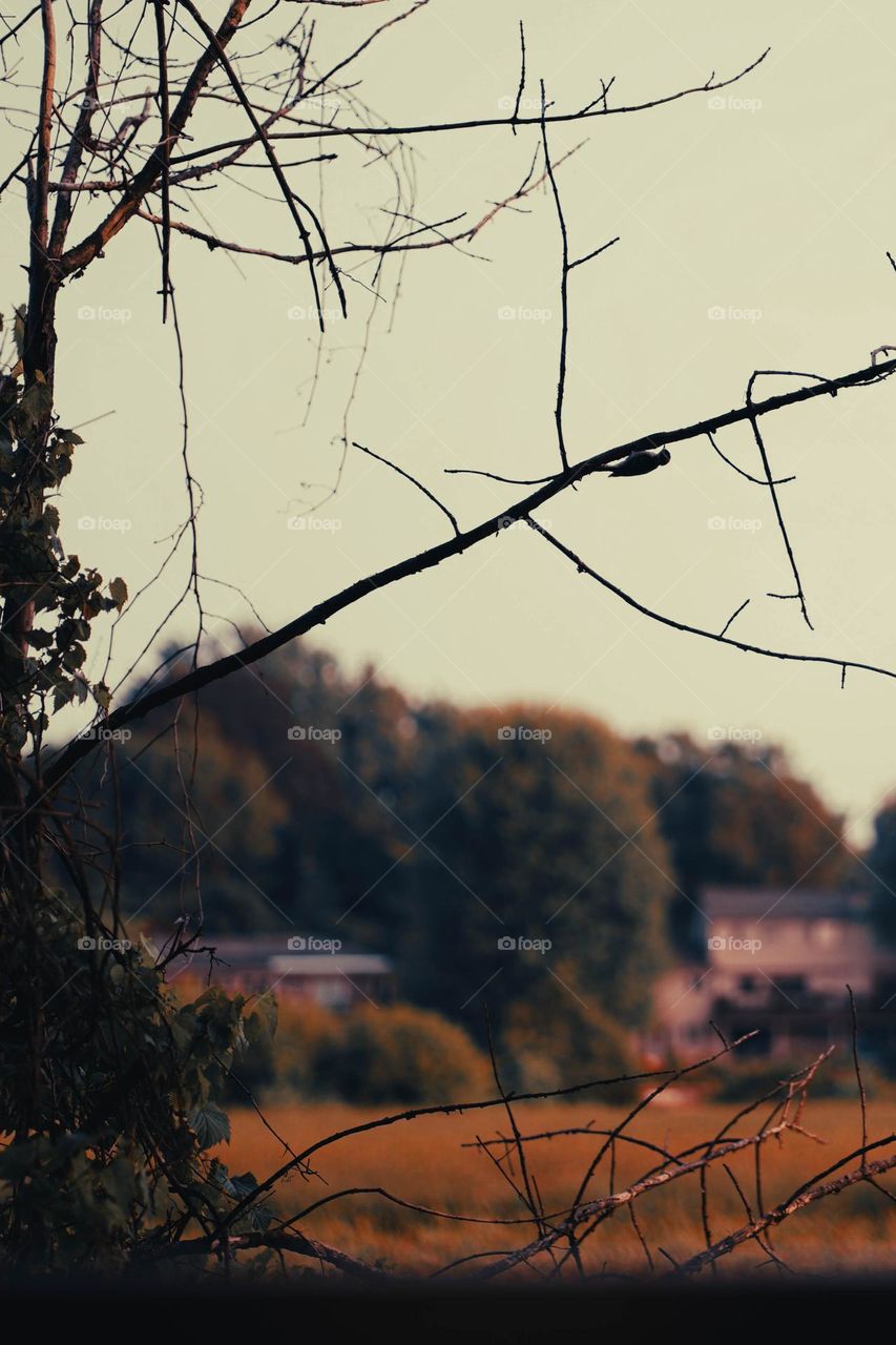 Little bird hanging on.  Hang on woody woodpecker.  Nature at its finest.