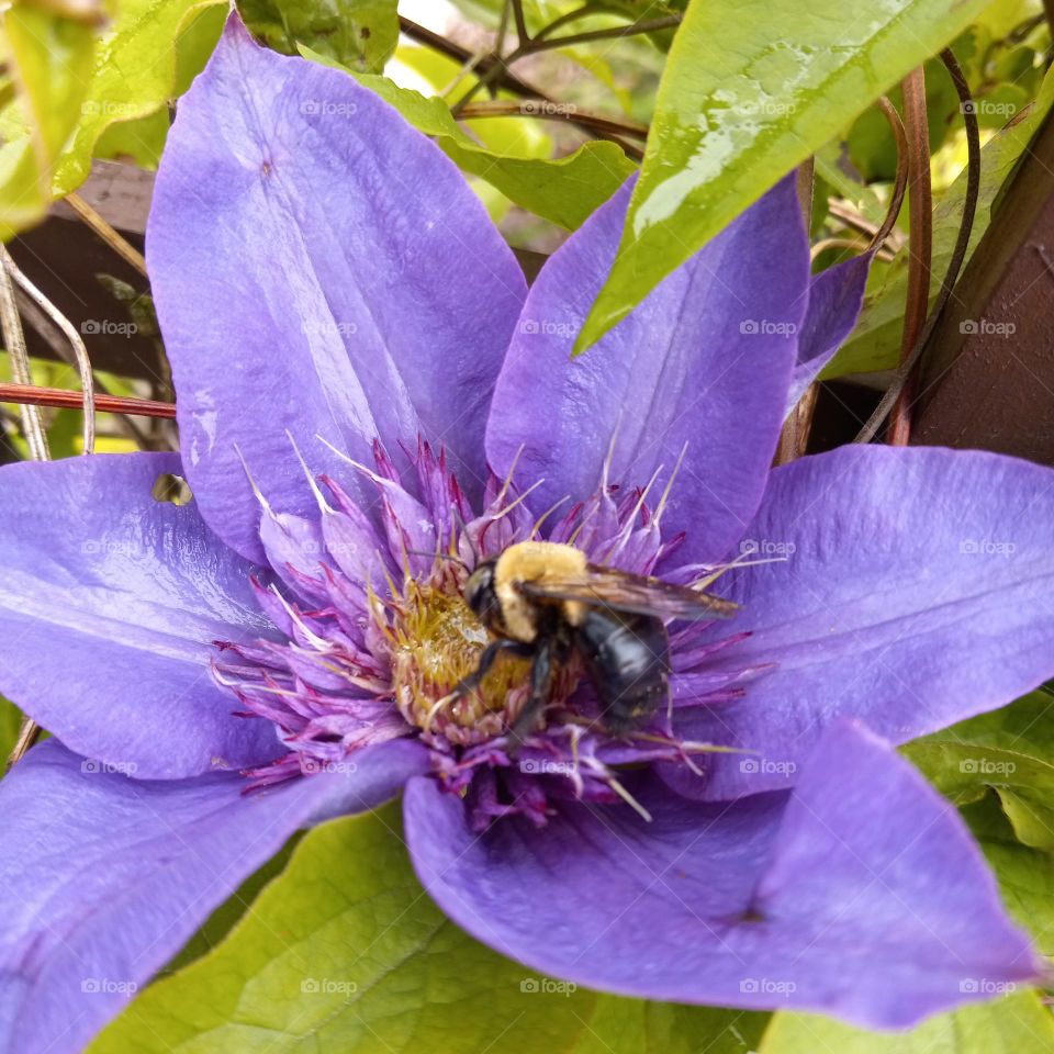 clematis and bee