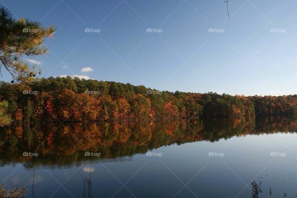 Autumn Lake Trees