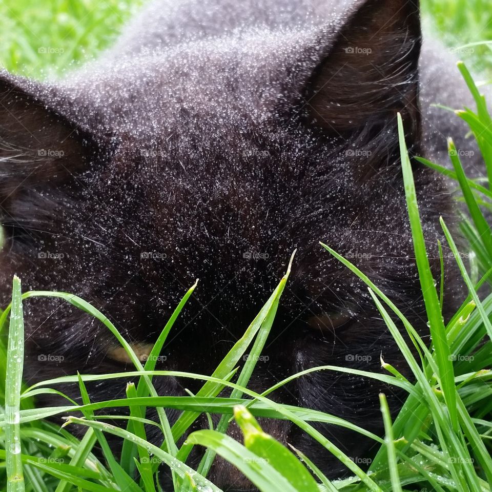 misted black cat in grass