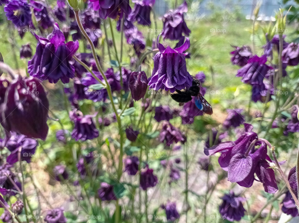 The purple carpenter bee is a species of solitary bee in the family Apidae. And the purple flowers of Aquilegia. sunny day.