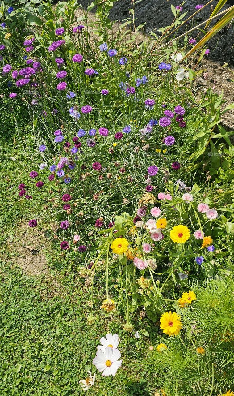 fleurs dans le jardin de la ferme saint simeon
