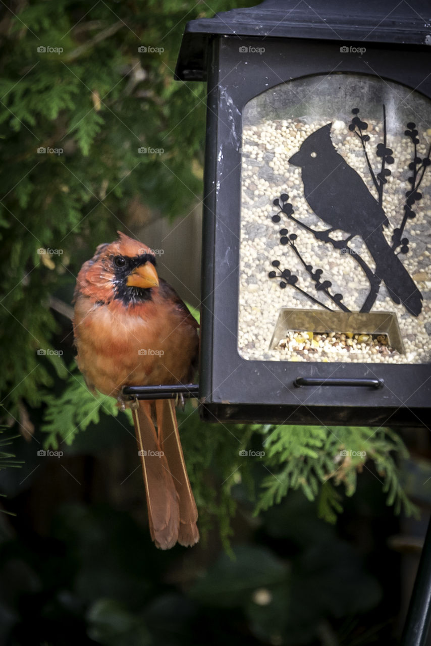 Cardinal at feeder. Sitting in my yard watching the birds 