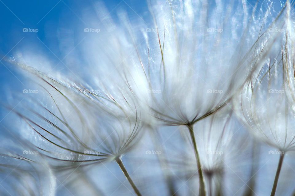 Airy dandelion seeds