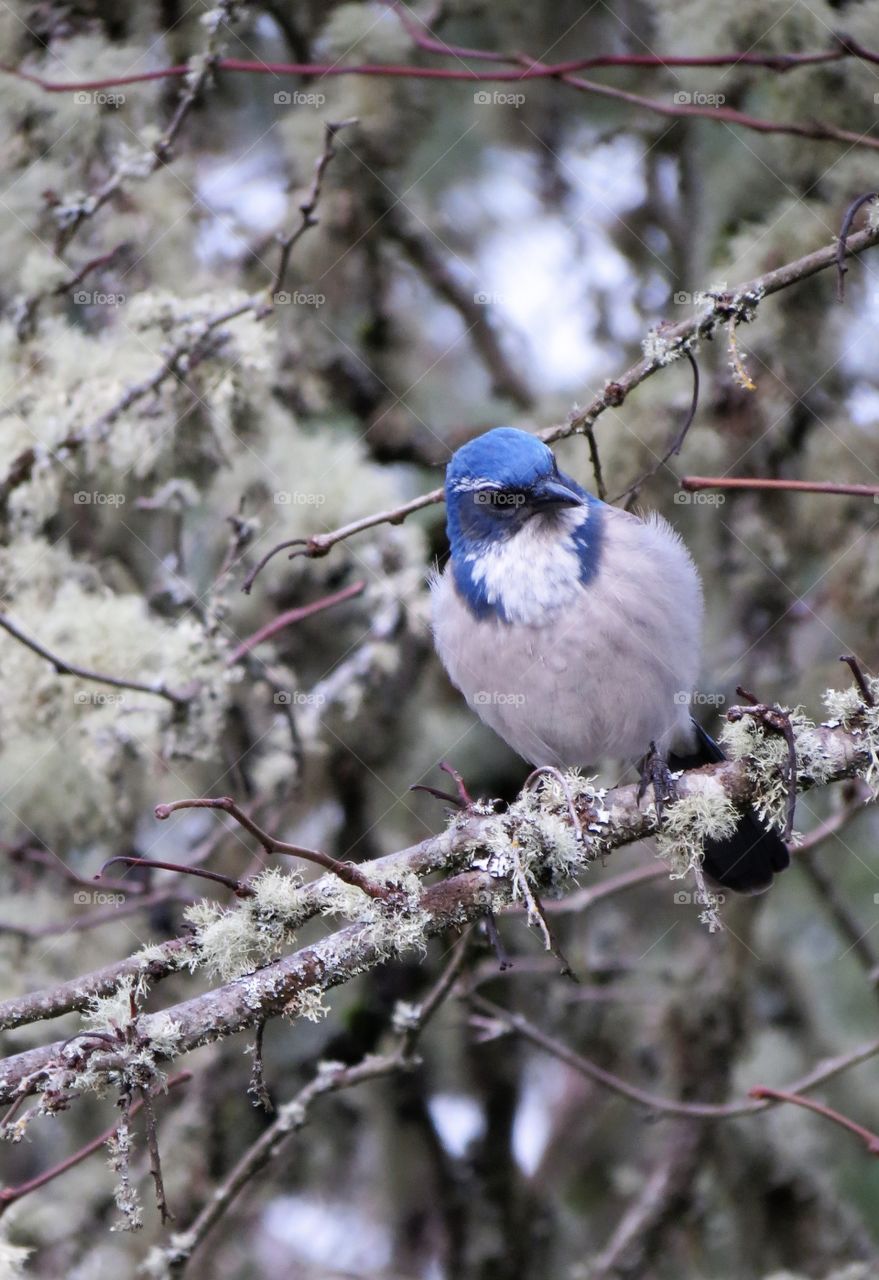Bluebird On A Locust Branch.  