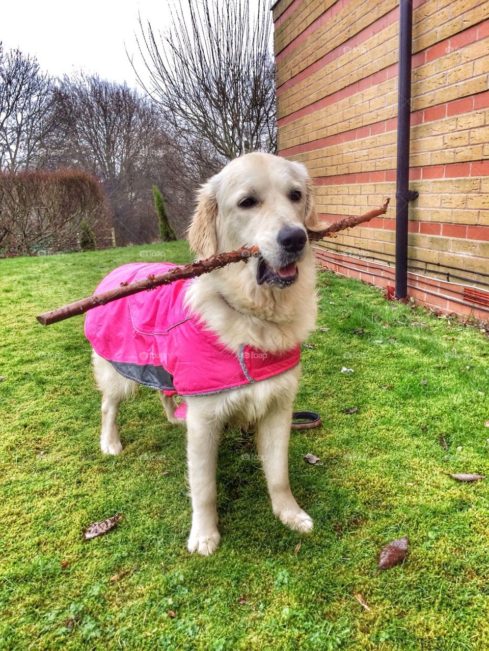 Zoe feeling so proud with her big stick