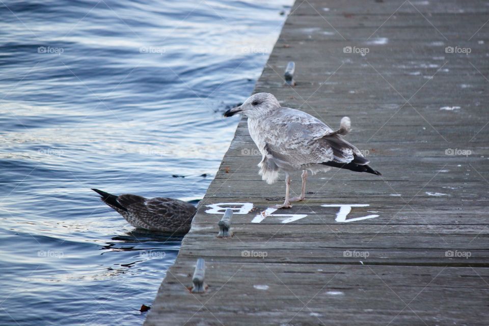 Seagull on Harbor 