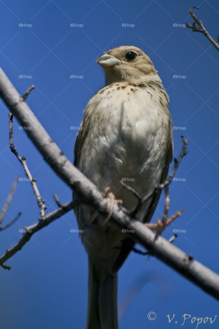 Corn bunting