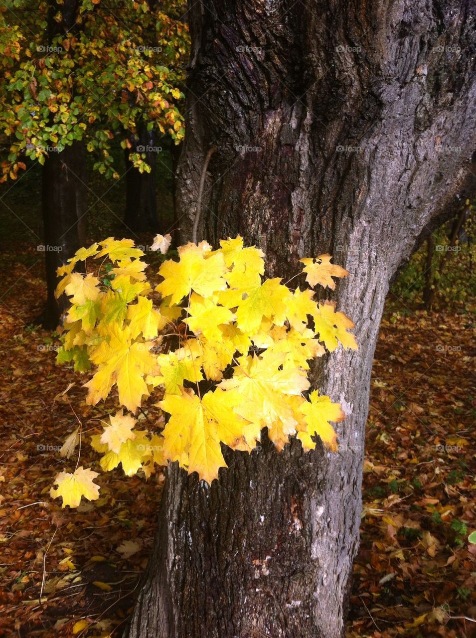 Fall tree