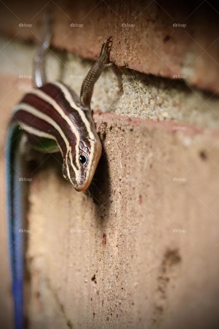 A juvenile Blue Tailed Skink climbs the side of a brick house in search of food on a hot summer