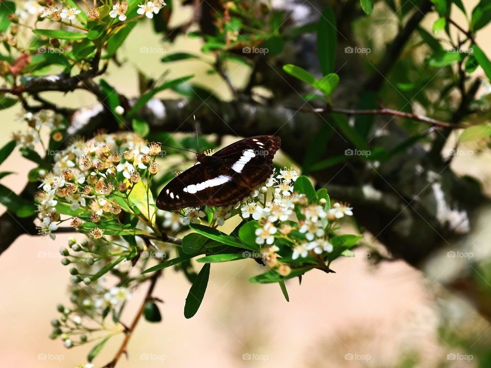 Beautiful and cute butterfly