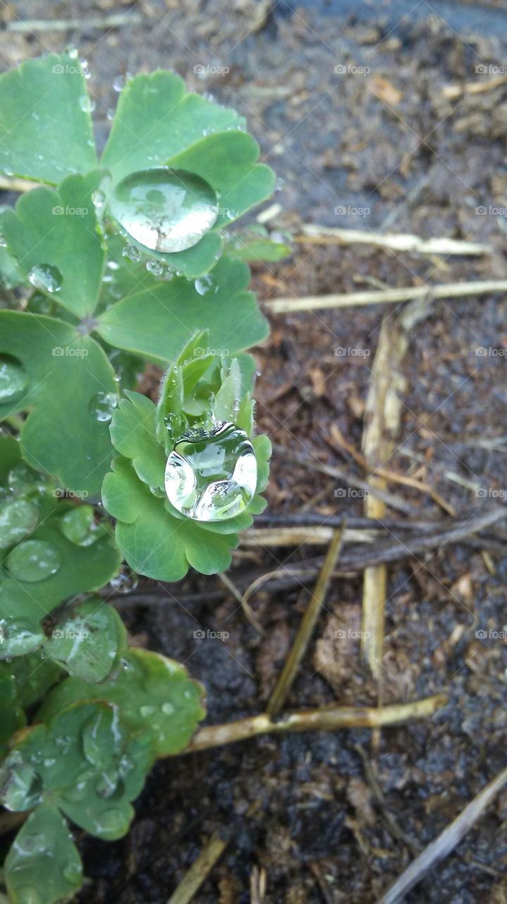 Leaving Water Drops