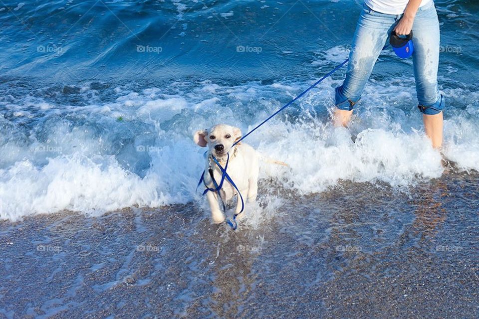 labrador have fan