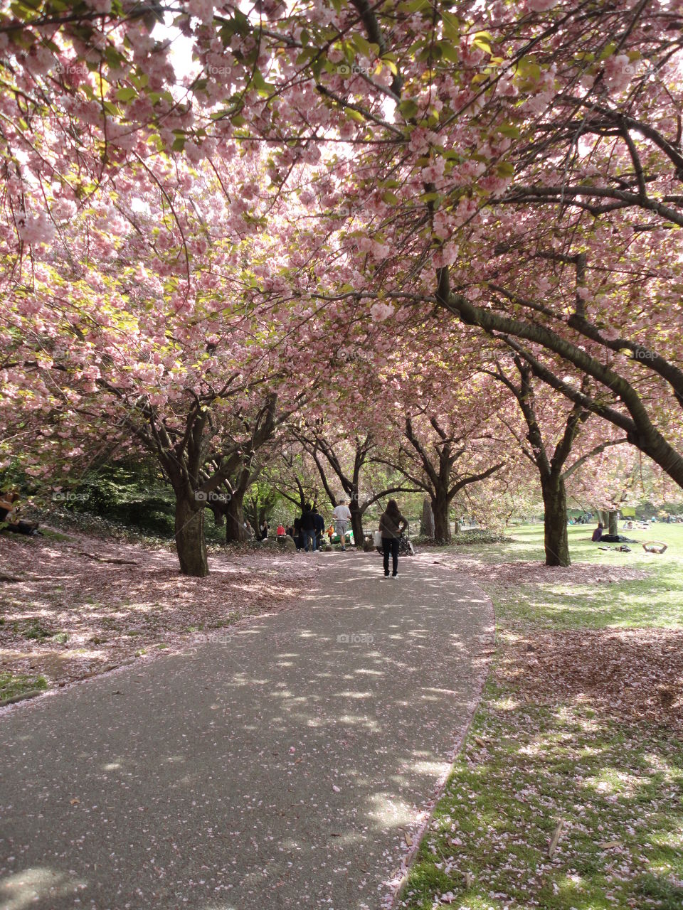 My favorite part of spring? Why the cherry blossoms in bloom of course. Like walking through cotton candy.