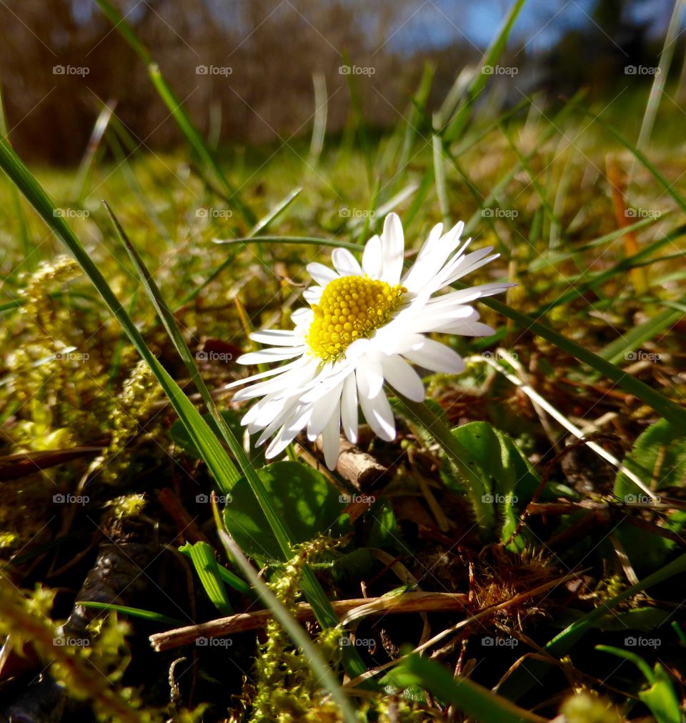 White flower growing in grass