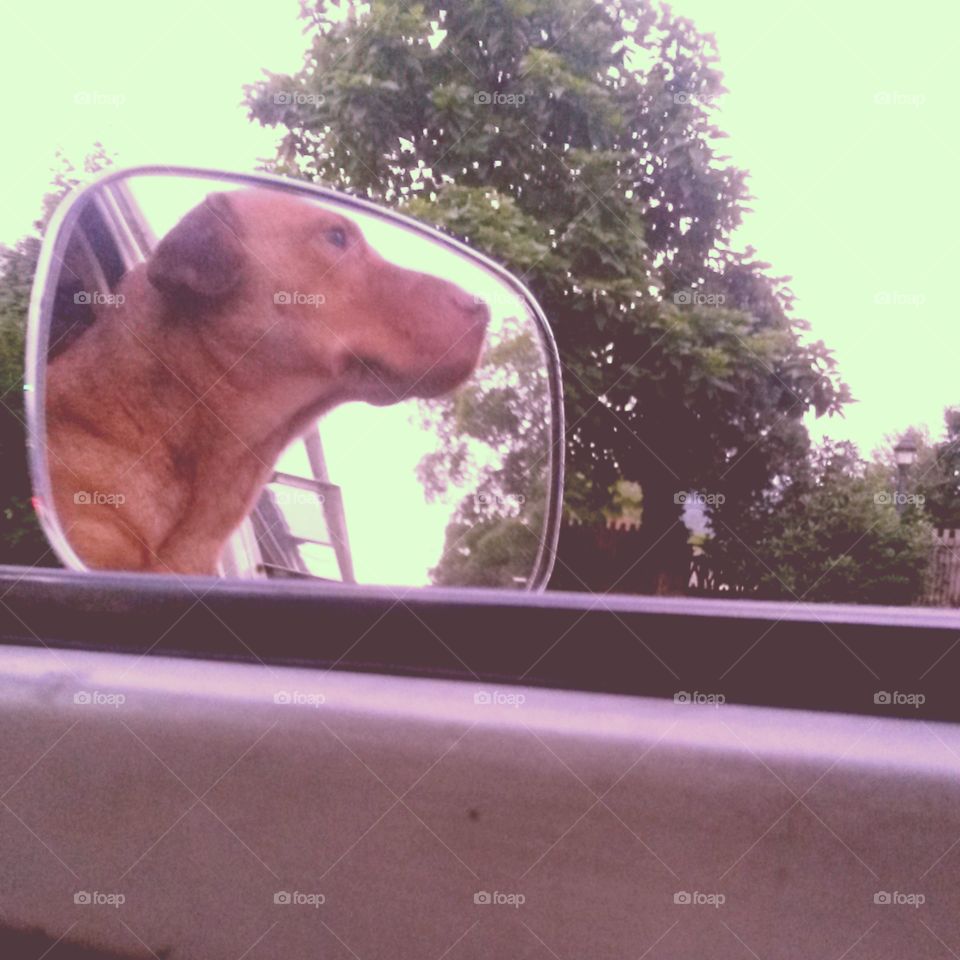 bus dog. Pudgey loves hanging out the window of the hippie bus 
