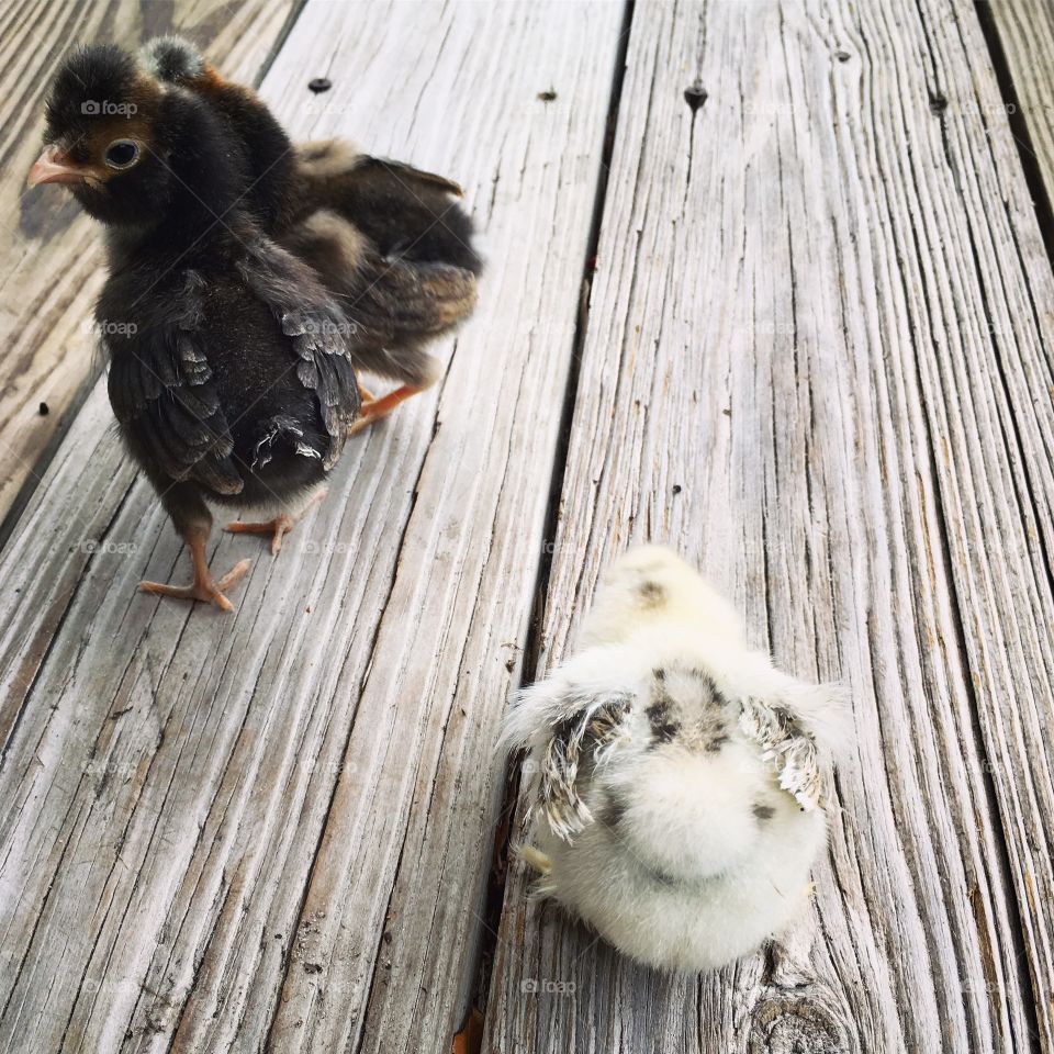Cute Chicks