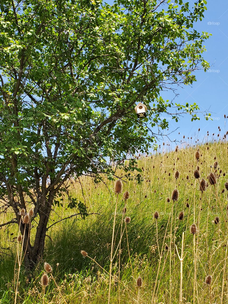 wild flower:shapes of nature