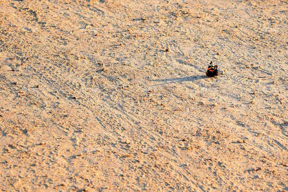 Lonely butterfly on the sand. Nice background.