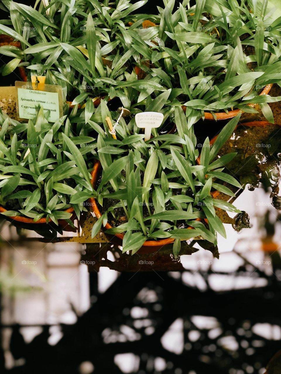 Green plants on clay pots in botanical garden 