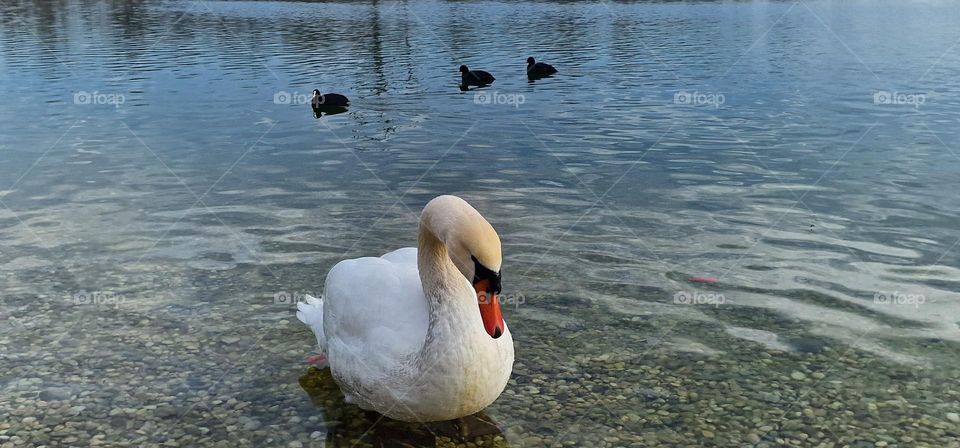 Swan and ducks resting on the lake on a beautiful, sunny, cold winter day