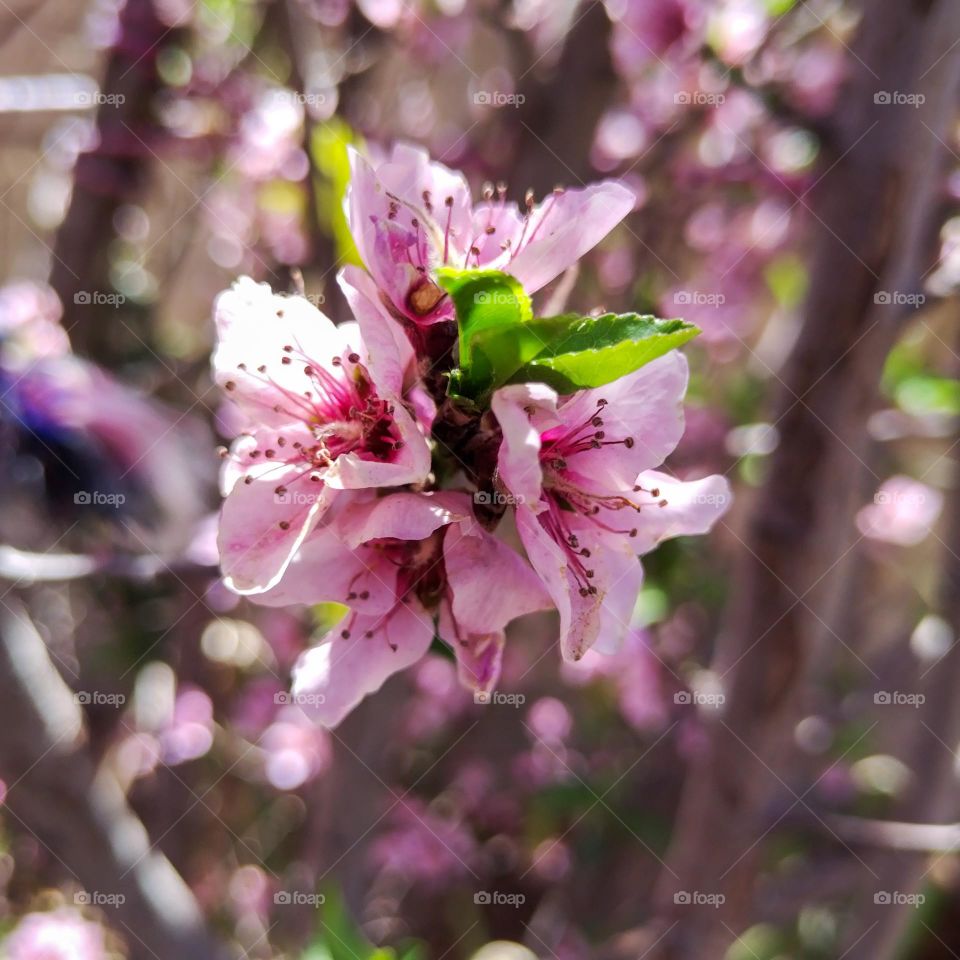 peach blossoms