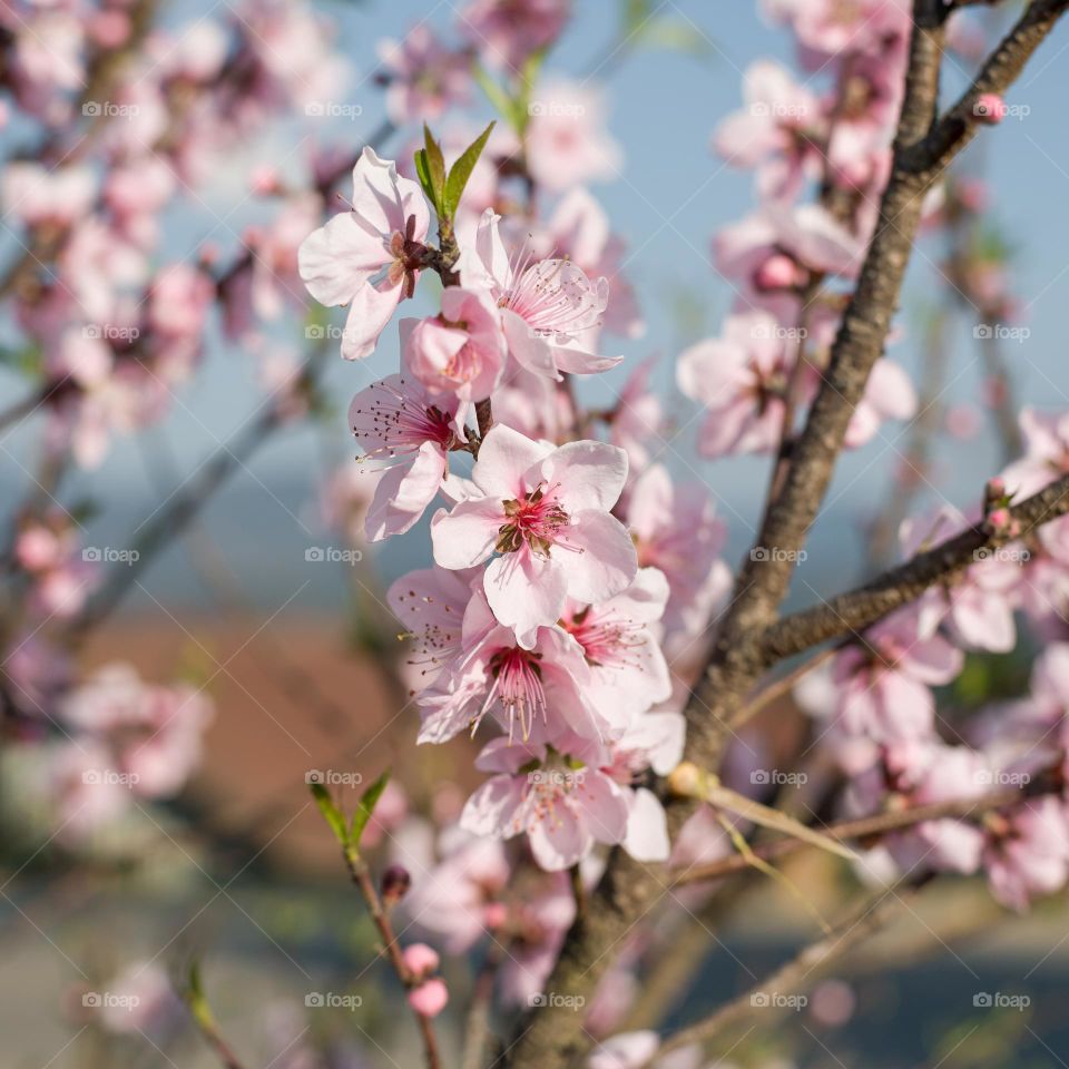 Spring brings back the life in nature