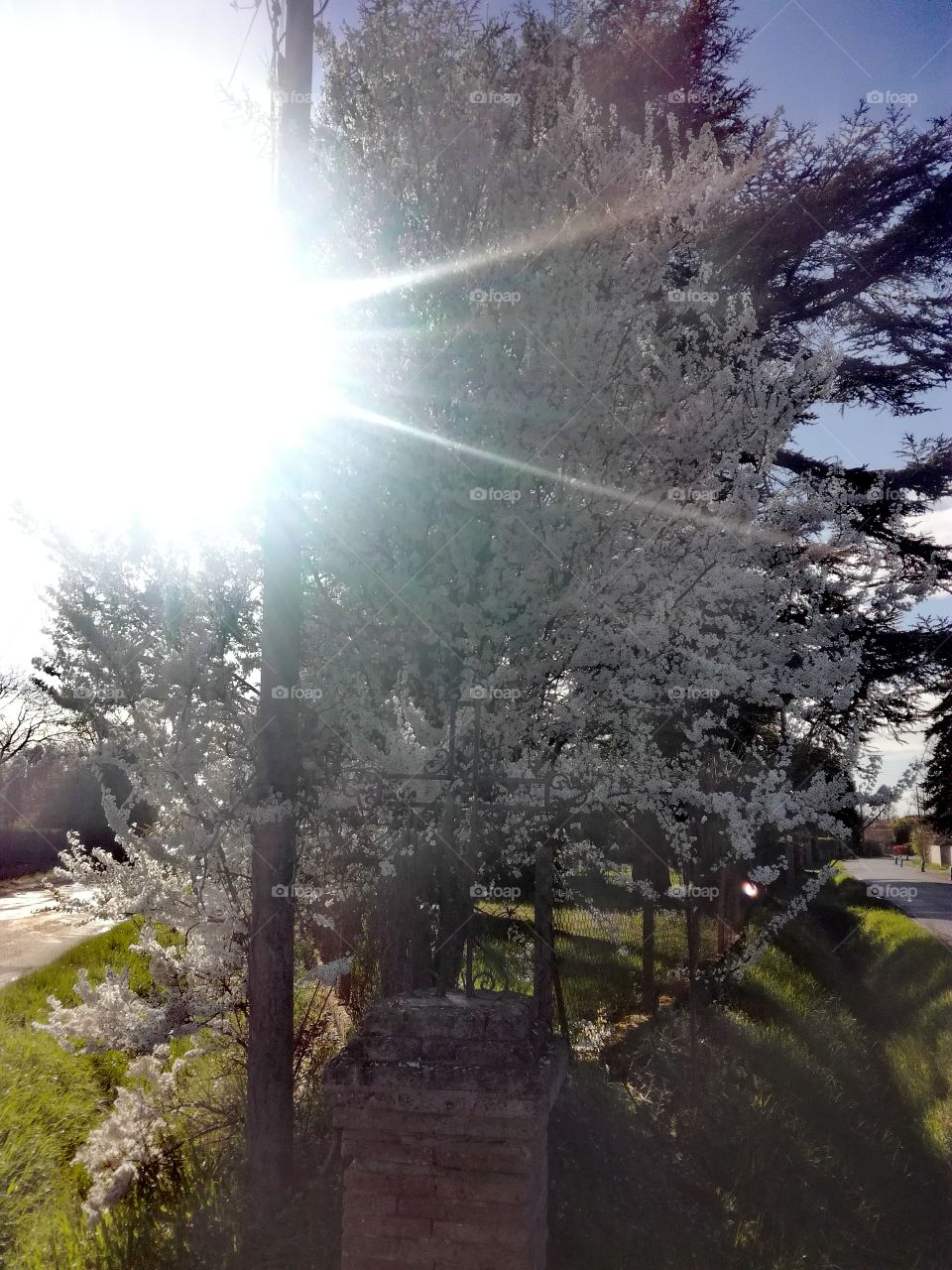 printemps, sun arbre fleurs tree