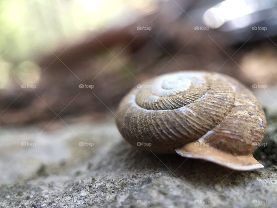 A beautiful, aged, rustic snails old home