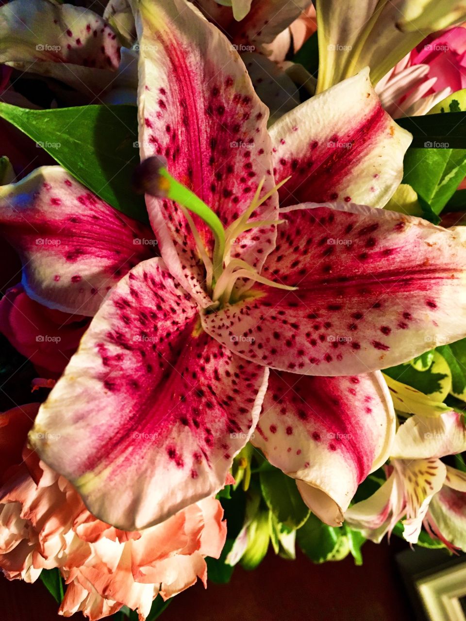 For the Love of a Lilly