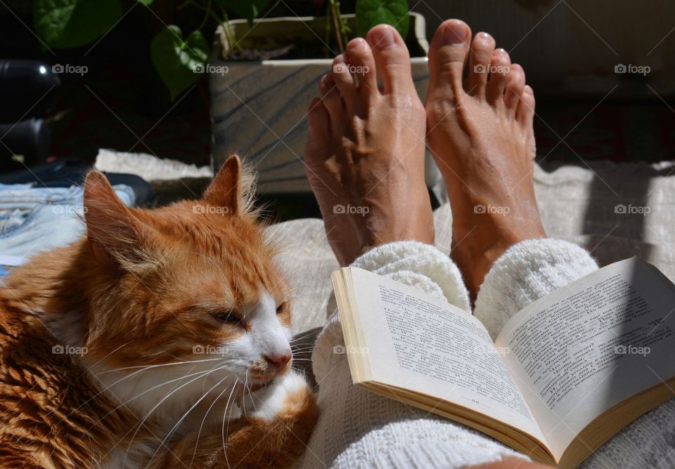 cat pet and female legs with book relaxing