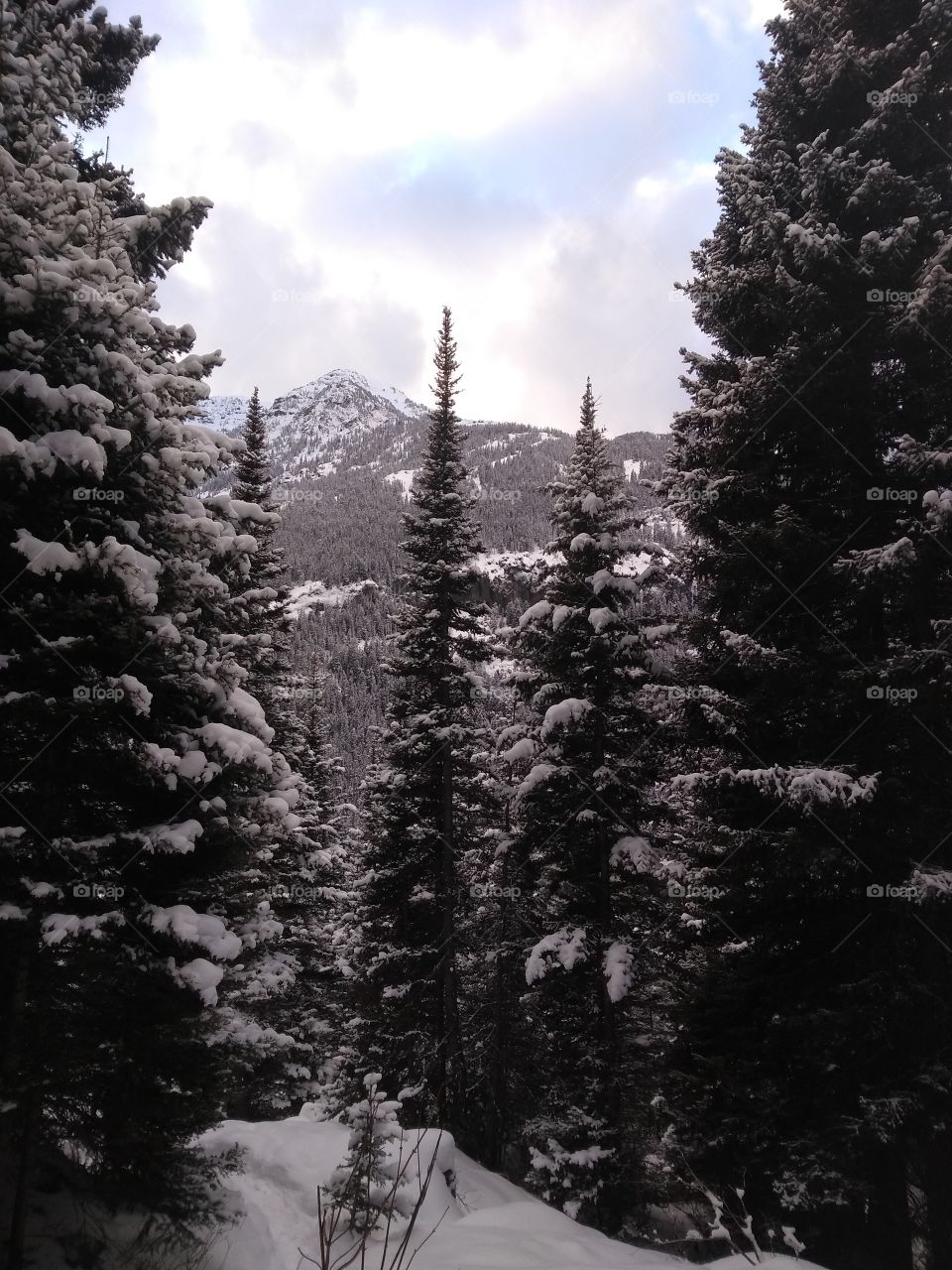 Peeking through the snow laden trees