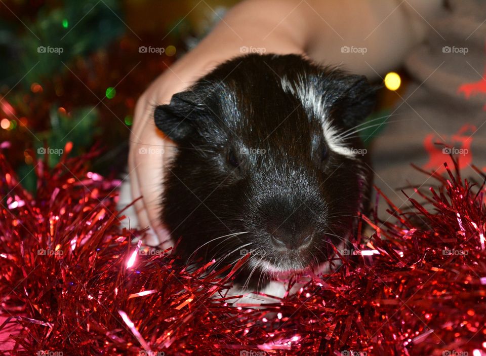 Portrait of person holding guinea pig